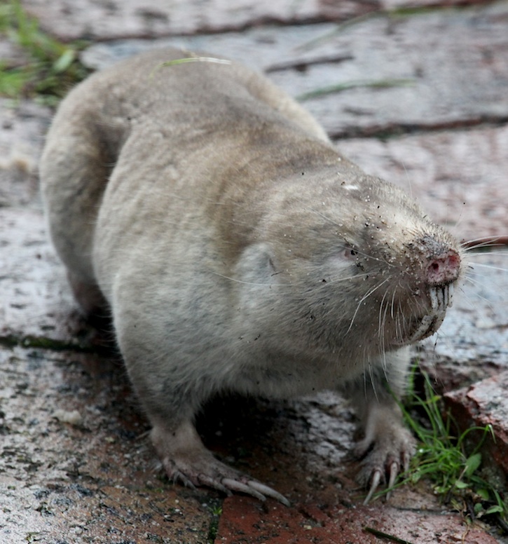 cape mole rat